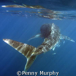 Whaleshark by Penny Murphy 
